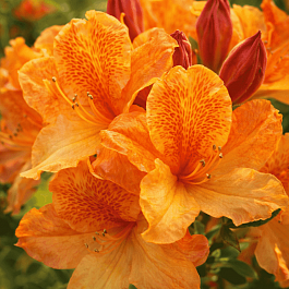 Азалия Christopher Wren