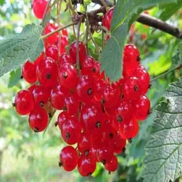 Смородина красная Натали