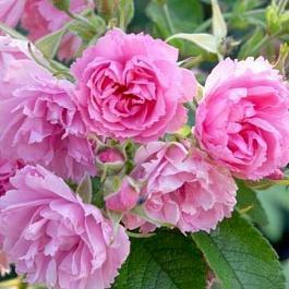 Роза Парковая Pink Grootendorst