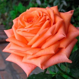 Роза чайно-гибридная Эльдорадо (Rose Eldorado ) Роза чайно-гибридная Эльдорадо (Rose Eldorado )