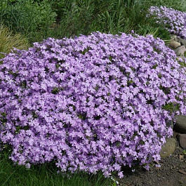 Флокс шиловидный Г.Ф. Вилсон Флокс шиловидный Г.Ф. Вилсон