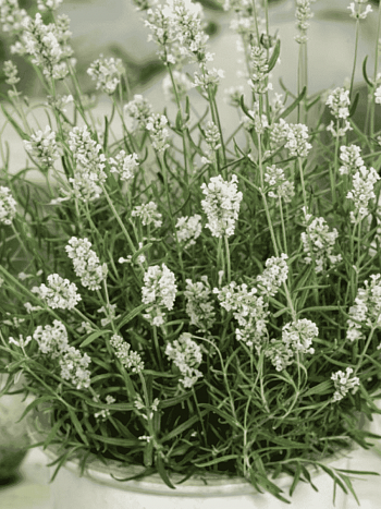 Лаванда узколистная Ellagance Snow