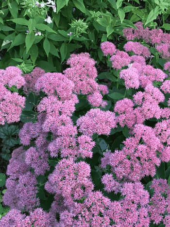 Очиток  телефиум Dark Knight