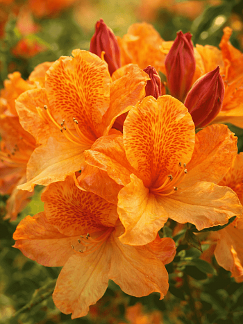 Азалия Christopher Wren