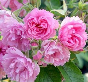 Роза Парковая Pink Grootendorst