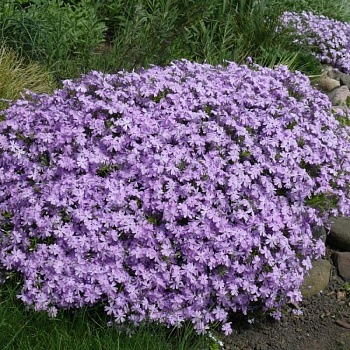 Флокс шиловидный Г.Ф. Вилсон