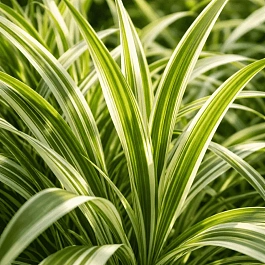 Фалярис тростниковый Dwarf Garters