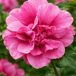 Гибискус Сирийский  Duc de Brabant