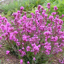 Смолевка альпийская