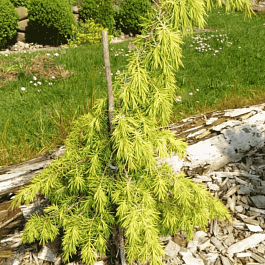 Можжевельник обыкновенный Kalebab