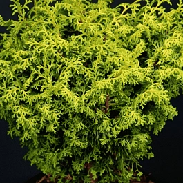 Кипарисовик тупой Melody