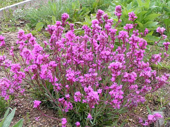 Смолевка альпийская