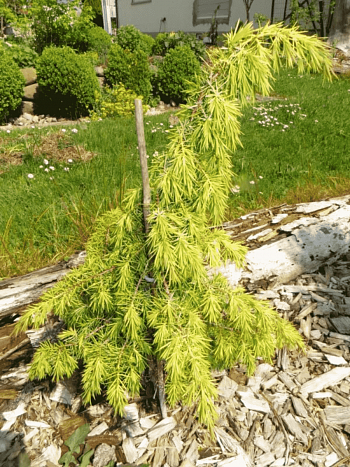 Можжевельник обыкновенный Kalebab