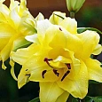 Лилия Exotic Sun