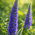 Вероника колосистая Sunny Border Blue