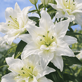 Лилия Snowboard