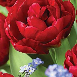 Тюльпан махровый ранний Ред Бейби Долл