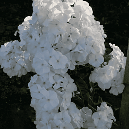 Флокс метельчатый Ваше благородие