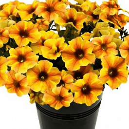 Петхоа Beautical Caramel Yellow