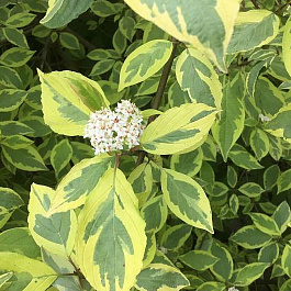 Дерен белый Шпети