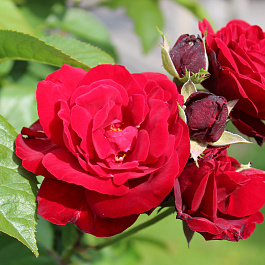 Роза флорибунда Европеана