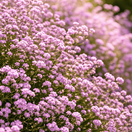 Гипсофила метельчатая Pink Festival