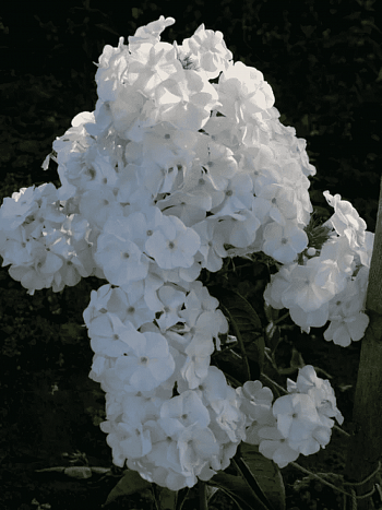 Флокс метельчатый Ваше благородие