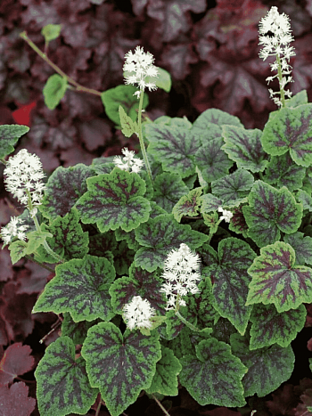 Тиарелла Аppalachian trail