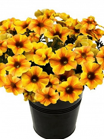 Петхоа Beautical Caramel Yellow