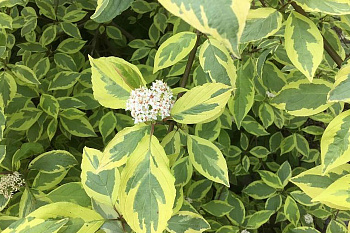 Дерен белый Шпети