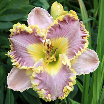 Лилейник гибридный Лавендер Ту Ту