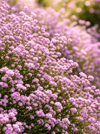 Гипсофила метельчатая Pink Festival
