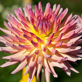 Георгина Кактусовая Шайнин Стар