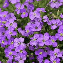 Аубриета Audrey Mid Blue