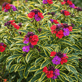 Желтушник льнолистный Variegatum