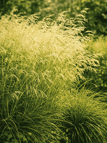 Щучка дернистая Goldschleier