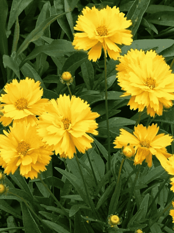 Кореопсис крупноцветковый Sunray