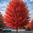 Клен красный Brandywine
