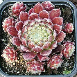 Молодило Алладин