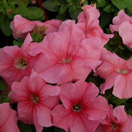 Петуния грандифлора Лимбо Джи Пи	Пич