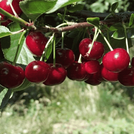 Дюк (черевишня) Ходоса