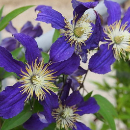 Клематис ботанический Хадсон Ривэ