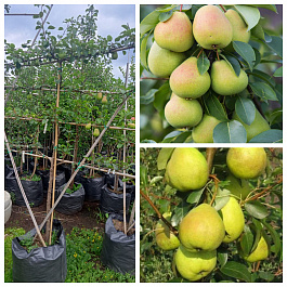 Груша пальметта на шпалере 5-лет+ (2 сорта) Чижовская-Августовская роса