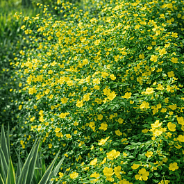 Керрия японская Golden Guinea