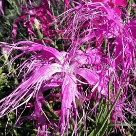 Гвоздика гибридная Dancing Geisha