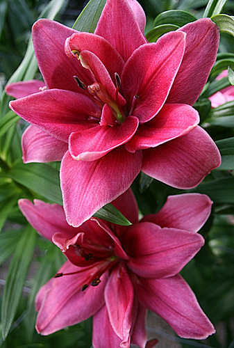 Лилия азиатская махровая Церес