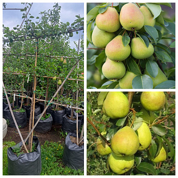 Груша пальметта на шпалере 5-лет+ (2 сорта) Чижовская-Августовская роса