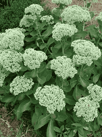 Очиток телефиум Iceberg