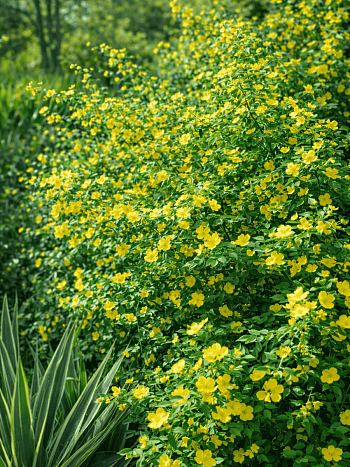 Керрия японская Golden Guinea