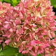 Гортензия метельчатая BJ